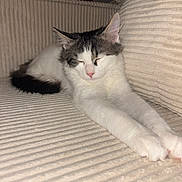 Bounty participe au concours pour gagner de l'argent avec cette photo : beige, cat, closeup, couch, cozy, feline, fluffy, fur, gray, indoor, nap, paw, pet, pink_nose, relaxation, resting, sleeping, stretching, whiskers, white