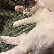 Bounty participe au concours pour gagner de l'argent avec cette photo : kitten, cat, sleeping, paw, pink_paw_pads, white_fur, gray_fur, blanket, texture, shirt, cartoon, dog_cartoon, cozy, resting, indoor, cute, pet, animal, fur, relaxed