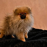 Gucci a rejoint le concours — aidez-le/la à gagner de superbes lots ! dog, puppy, pomeranian, fluffy, fur, pet, animal, cute, small, standing, portrait, indoors, black_blanket, beige_background, adorable, mammal, companion, domestic, friendly, furry