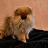 dog, puppy, pomeranian, fluffy, fur, pet, animal, cute, small, standing, portrait, indoors, black_blanket, beige_background, adorable, mammal, companion, domestic, friendly, furry