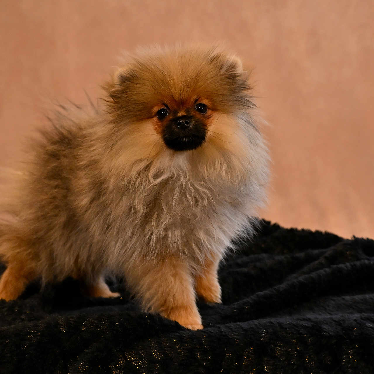 Gucci a rejoint le concours — aidez-le/la à gagner de superbes lots ! dog, puppy, pomeranian, fluffy, fur, pet, animal, cute, small, standing, portrait, indoors, black_blanket, beige_background, adorable, mammal, companion, domestic, friendly, furry