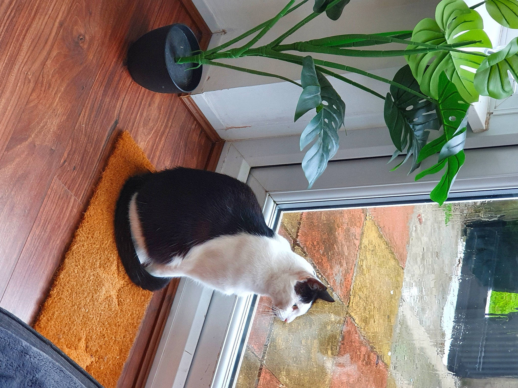 Annie joined the competition — help win amazing prizes! carnivore, cat, felidae, flooring, flowerpot, fur, hardwood, herb, houseplant, pet_supply, plant, plywood, room, small_to_medium_sized_cats, table, tail, whiskers, window, wood, wood_stain