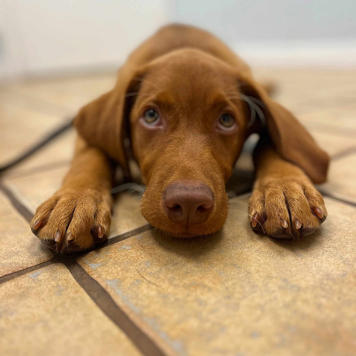 Red is registered to the contest to win money with this photo: animal, beagle, bulldog, canine, dog, hardwood, hound, labradorretriever, person, pet, pitbull, pointer, puppy, sleeping, snout, wood