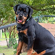 Nova is registered to the contest to win money with this photo: animal, canine, collar, cute, dog, fence, friendly, greenery, nature, outdoor, pet, playful, portrait, puppy, rottweiler, sitting, tongue_out, tree, wood, young