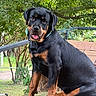 animal, canine, collar, cute, dog, fence, friendly, greenery, nature, outdoor, pet, playful, portrait, puppy, rottweiler, sitting, tongue_out, tree, wood, young