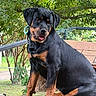 Nova joined the competition — help win amazing prizes! animal, canine, collar, dog, fence, greenery, leaf, nature, outdoor, pet, playful, portrait, puppy, rottweiler, sitting, sunlight, tongue_out, tree, wood, young_dog