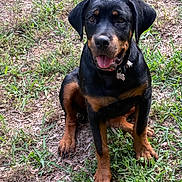 Nova is registered to the contest to win money with this photo: alert, animal, brown_and_black, canine, collar, cute, dog, friendly, fur, grass, mammal, nature, outdoor, pet, playful, puppy, rottweiler, sitting, tongue_out, young_dog