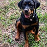 alert, animal, brown_and_black, canine, collar, cute, dog, friendly, fur, grass, mammal, nature, outdoor, pet, playful, puppy, rottweiler, sitting, tongue_out, young_dog