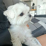 Vickie participe au concours pour gagner de l'argent avec cette photo : dog, small_dog, white_dog, fluffy, long_hair, pet, canine, portrait, sitting, lap, indoors, living_room, kitchen, couch, blanket, refrigerator, apartment, home, cute, relaxed