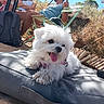 Vickie a rejoint le concours — aidez-le/la à gagner de superbes lots ! dog, small_dog, white_fur, fluffy, long_hair, pet, animal, panting, tongue, outdoors, sunlight, cushion, lounge_chair, backpack, folding_chair, people, beach, hiking, dry_vegetation, portrait