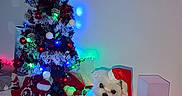 Vickie participe au concours pour gagner de l'argent avec cette photo : dog, white_dog, christmas, christmas_tree, santa_hat, bow, holiday, festive, ornaments, fairy_lights, colorful_lights, indoor, decoration, cabinet, wooden_surface, portrait, pet, small_dog, christmas_decorations, winter
