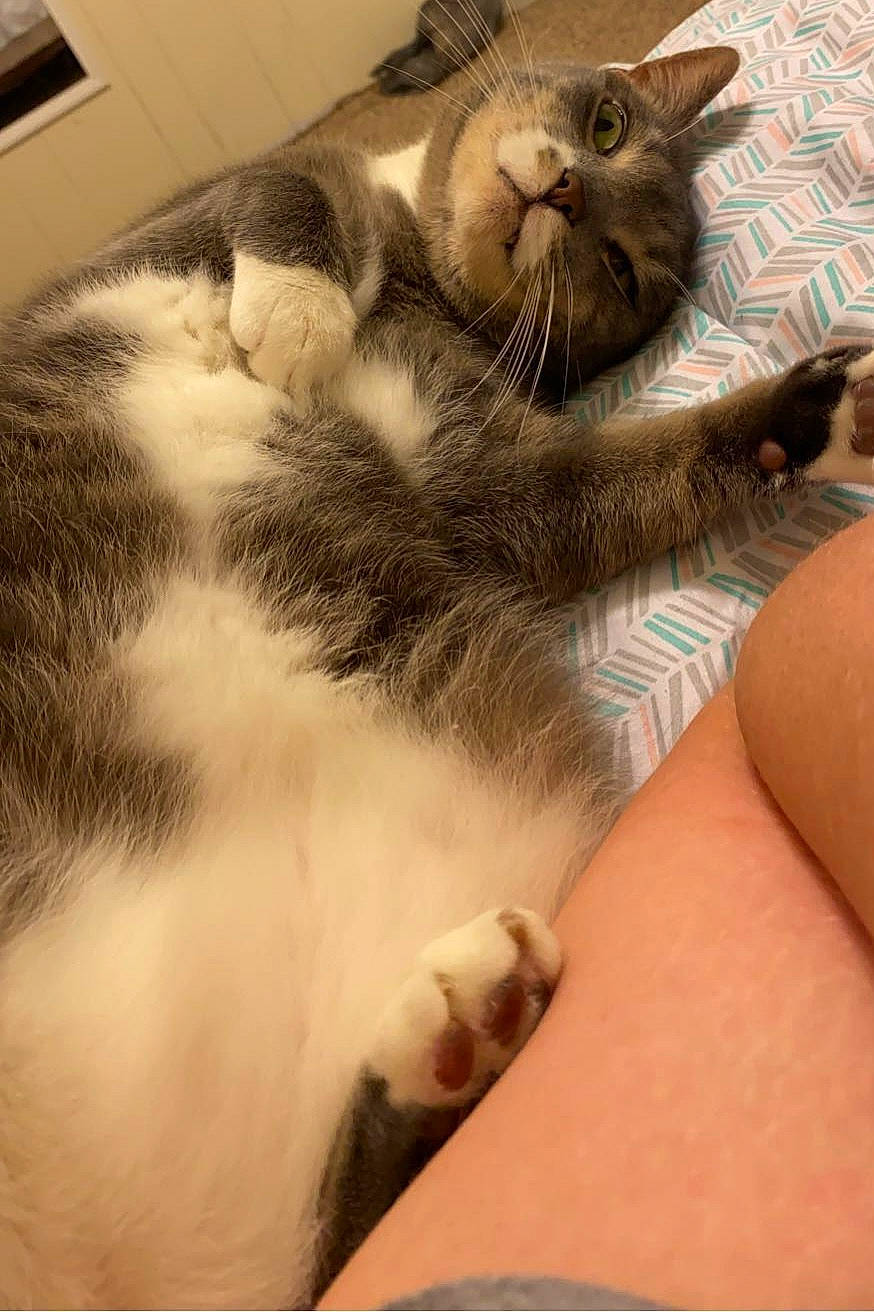 Frosty is registered to the contest to win money with this photo: carnivore, cat, claw, cloud, comfort, domestic_short_haired_cat, fawn, felidae, fur, human_leg, nap, paw, sleep, small_to_medium_sized_cats, snout, square, tail, whiskers