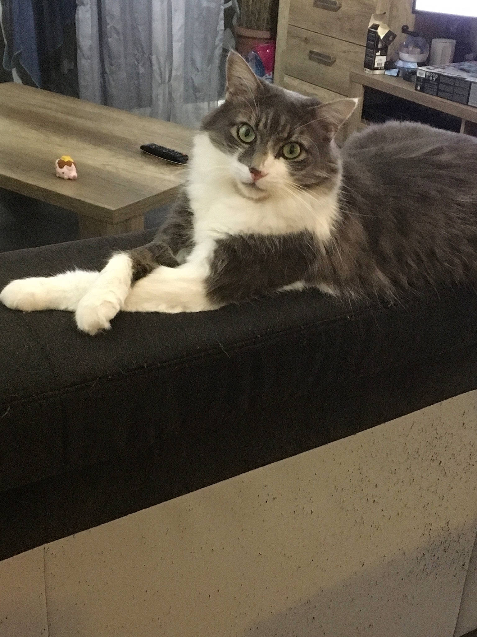 Guizmo a rejoint le concours — aidez-le/la à gagner de superbes lots ! automotive_tire, box, carnivore, cat, comfort, domestic_short_haired_cat, felidae, floor, flooring, fur, grey, hardwood, metal, room, sitting, small_to_medium_sized_cats, tail, whiskers, window, wood