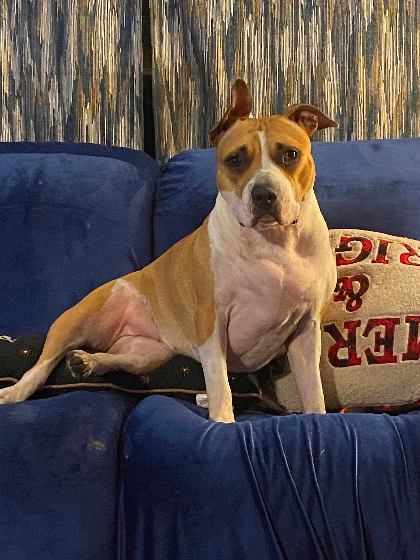Dixie Rose is registered to the contest to win money with this photo: dog, canine, pitbull, pet, couch, sofa, pillow, curtain, blue_fabric, living_room, indoor, sitting, brown_and_white, ears_up, portrait, relaxed, home, furniture, companion, attention