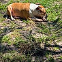 dog, canine, pitbull, sleeping, laying_down, outdoor, grass, yard, sunlight, shade, pet, mammal, portrait, brown_and_white, snout, paws, relaxing, summer, soil, flower_pot