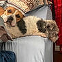Dixie Rose is registered to the contest to win money with this photo: dog, dogs, two_dogs, bed, bedding, pillow, blanket, sheet, plaid, fur, canine, pet, indoor, sleeping, resting, head_on_edge, cozy, portrait, brown_and_white, scruffy