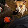 Dixie Rose is registered to the contest to win money with this photo: dog, brown_and_white_dog, pet, toy_ball, orange_ball, couch, sofa, living_room, hardwood_floor, close_up, looking_up, puppy_eyes, ears, nose, human_leg, shoe, cup, fabric, indoor, floor