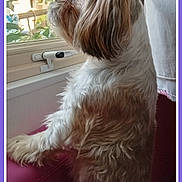 Fripouille participe au concours pour gagner de l'argent avec cette photo : dog, window, indoor, curious, fluffy, pet, side_view, daylight, home, fur, looking_out, nature, greenery, peaceful, domestic, animal, canine, quiet, relaxed, sunlight