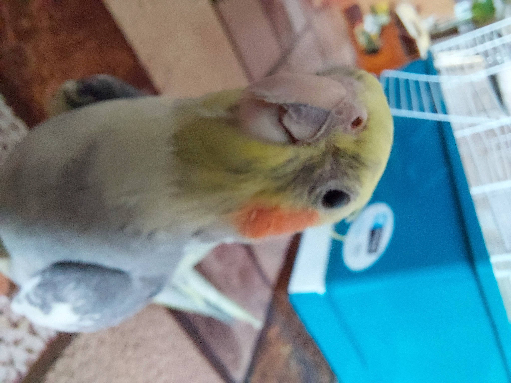 Coquillo participe au concours pour gagner de l'argent avec cette photo : beak, canidae, carnivore, cat, claw, cockatiel, cockatoo, domestic_short_haired_cat, fawn, felidae, fur, hamster, parrot, pet_supply, rodent, small_animal_food, small_to_medium_sized_cats, snout, tail, whiskers