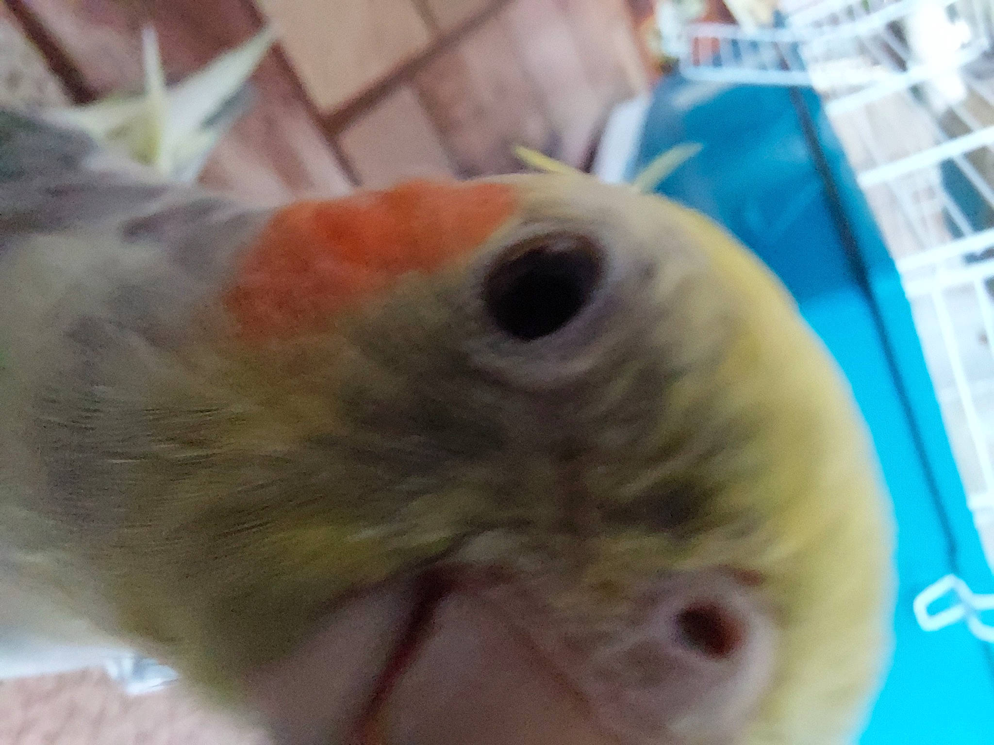 Coquillo a rejoint le concours — aidez-le/la à gagner de superbes lots ! beak, bird, cage, cockatiel, event, eye, fawn, feather, fur, iris, mouse, muroidea, parakeet, parrot, pet_supply, rodent, snout, tail, whiskers, wing