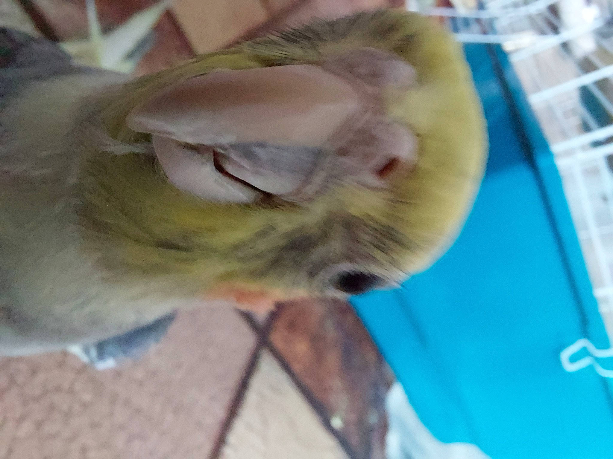 Coquillo participe au concours pour gagner de l'argent avec cette photo : canidae, carnivore, cat, companion_dog, dog_breed, fawn, felidae, fur, nap, small_to_medium_sized_cats, snout, sporting_group, tail, whiskers