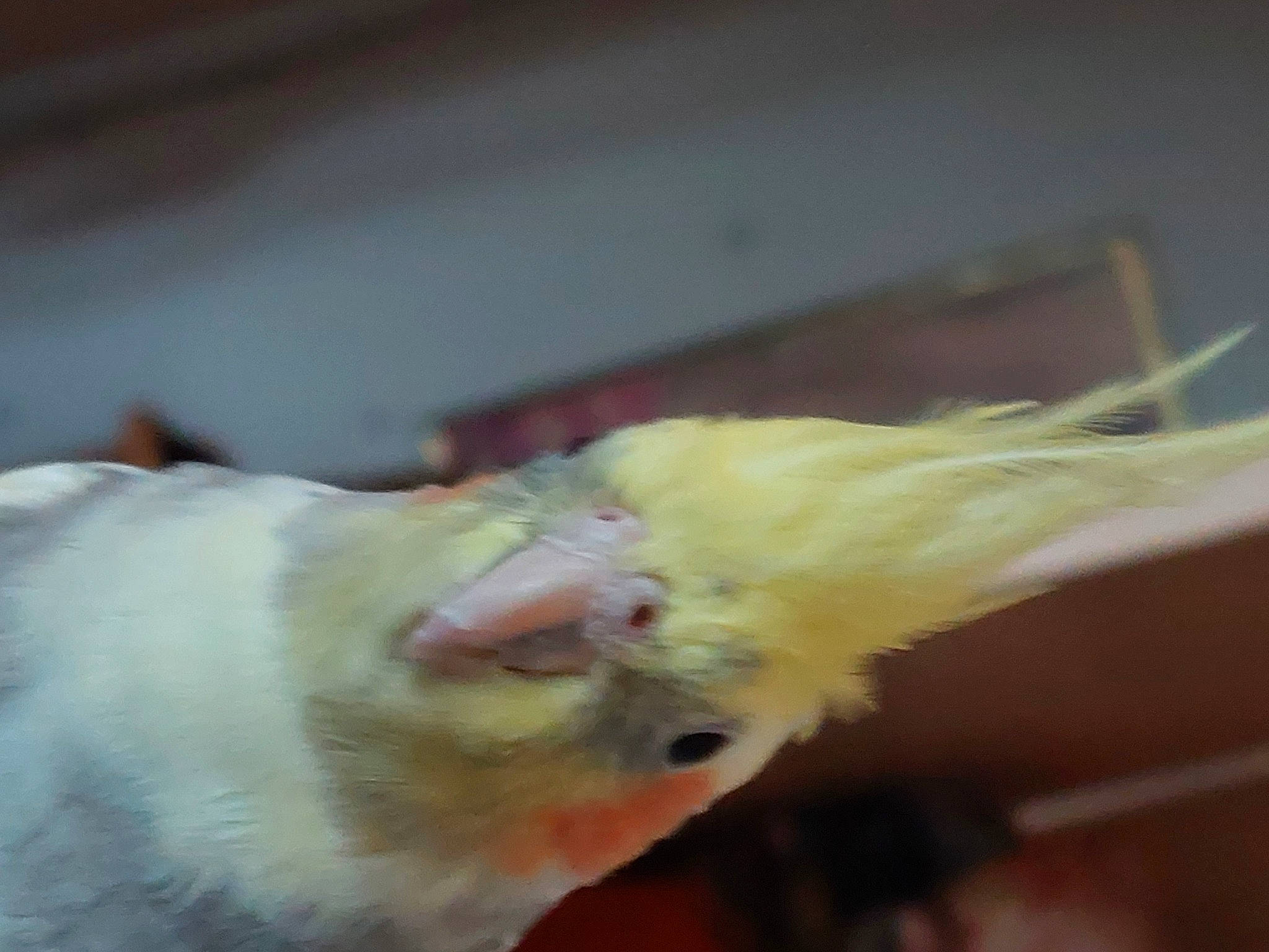 Coquillo a rejoint le concours — aidez-le/la à gagner de superbes lots ! chicken, claw, cockatiel, comb, fawn, feather, felidae, foot, fur, hamster, mouse, muroidea, paw, pet_supply, poultry, rat, rodent, small_to_medium_sized_cats, tail, whiskers