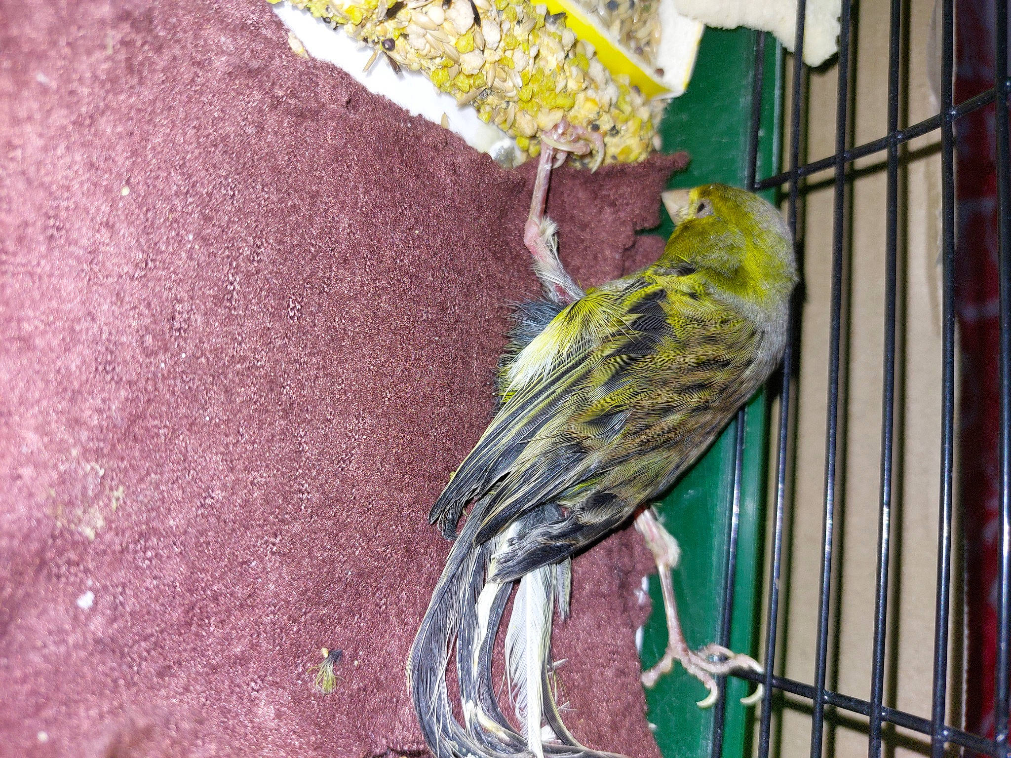 Boubousse a rejoint le concours — aidez-le/la à gagner de superbes lots ! art, beak, bird, bird_feeder, bird_food, bird_supply, cage, canary, feather, finch, flower, mesh, metal, perching_bird, pet_supply, songbird, tail, vertebrate, wildlife, wing