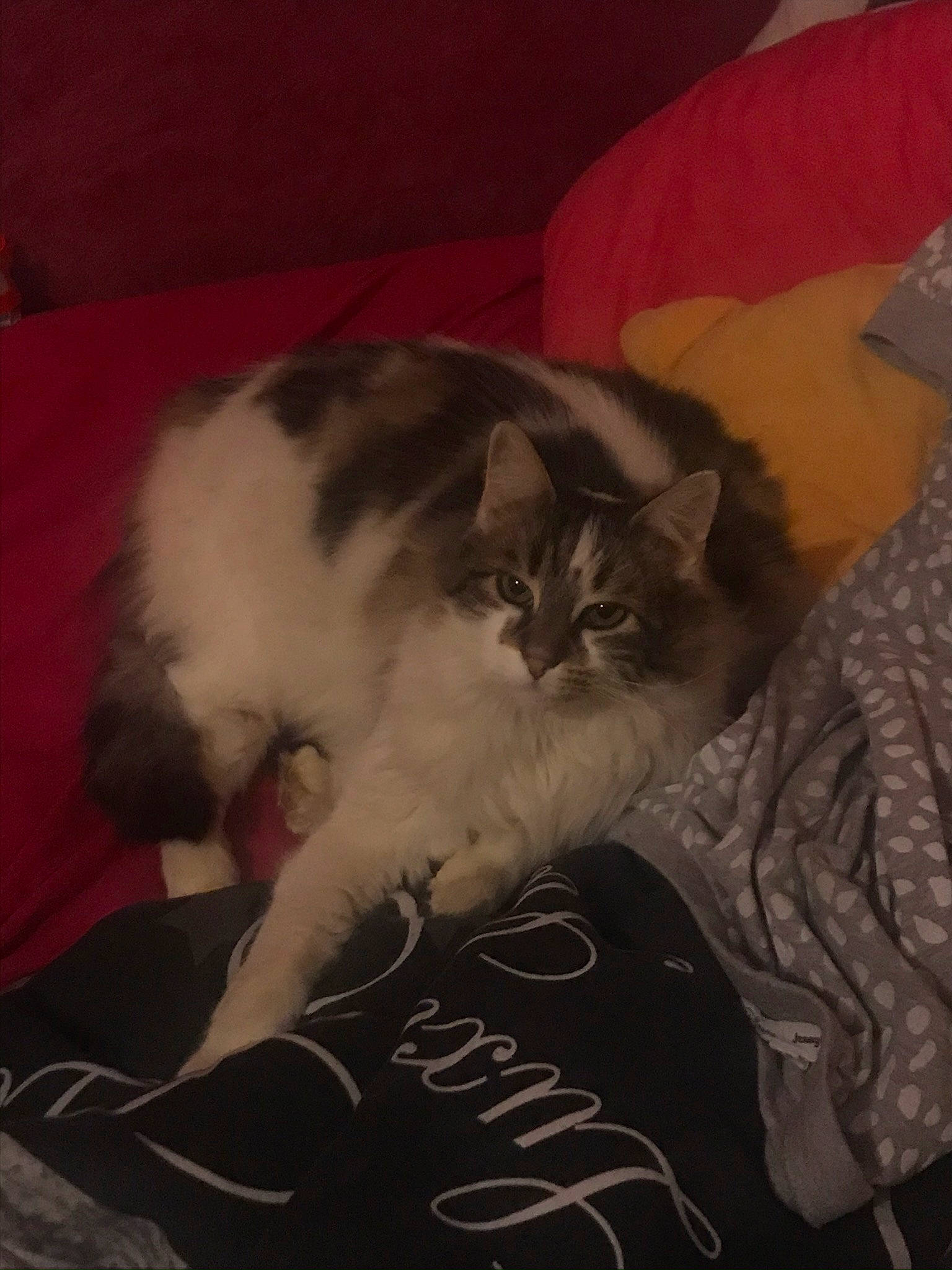 Diamant participe au concours pour gagner de l'argent avec cette photo : carnivore, cat, comfort, couch, felidae, fur, home_accessories, linens, living_room, small_to_medium_sized_cats, tail, vertebrate, whiskers