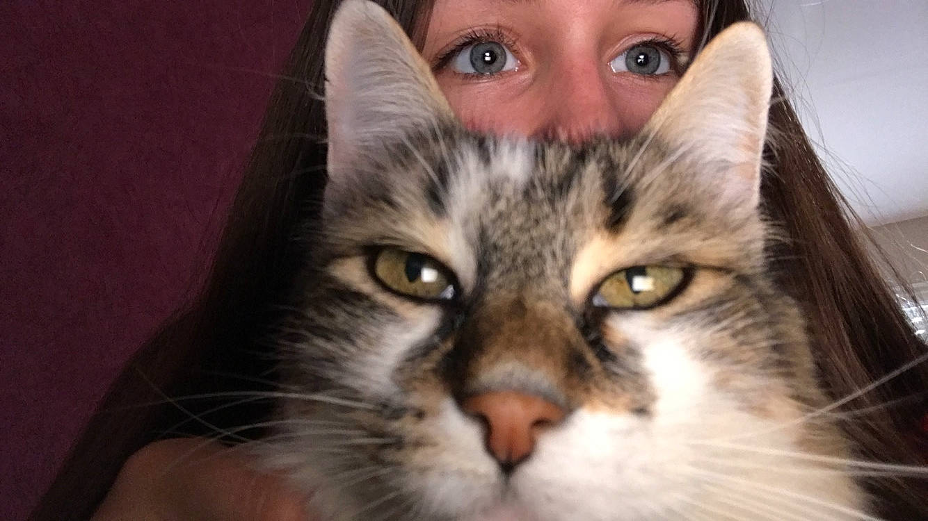 Diamant participe au concours pour gagner de l'argent avec cette photo : blond, brown_hair, carnivore, cat, close_up, domestic_short_haired_cat, eyelash, felidae, flash_photography, fur, iris, jaw, mammal, skin, small_to_medium_sized_cats, snout, vertebrate, whiskers