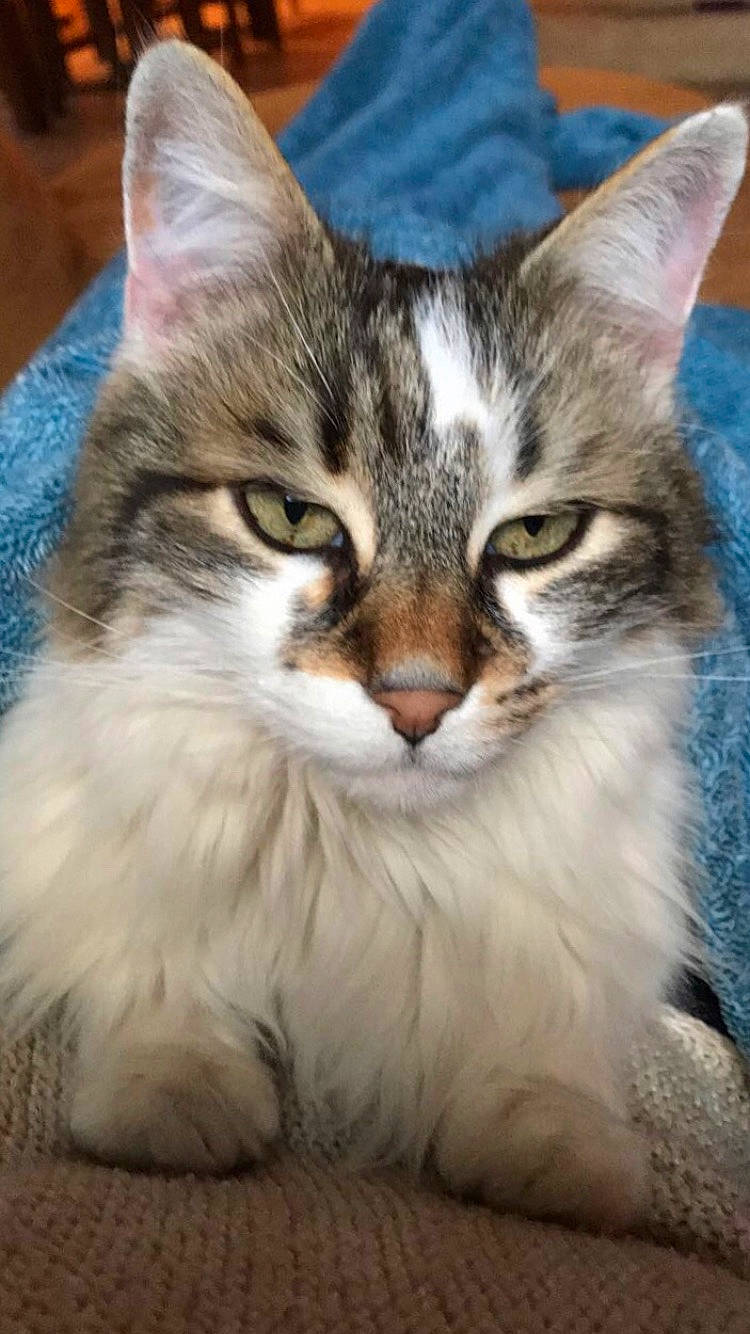 Diamant a rejoint le concours — aidez-le/la à gagner de superbes lots ! carnivore, cat, domestic_short_haired_cat, felidae, fur, grey, small_to_medium_sized_cats, snout, toe, vertebrate, whiskers