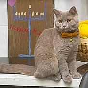 Nuage a rejoint le concours — aidez-le/la à gagner de superbes lots ! cat, gray_cat, bow_tie, bell_collar, portrait, sitting, indoors, windowsill, home, furniture, handmade_art, menorah, hanukkah, painting, yellow_cushion, basket, tail, whiskers, amber_eyes, pet
