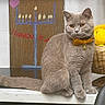 amber_eyes, basket, bell_collar, bow_tie, cat, furniture, gray_cat, handmade_art, hanukkah, home, indoors, menorah, painting, pet, portrait, sitting, tail, whiskers, windowsill, yellow_cushion