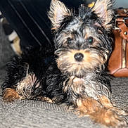 Chuchu is registered to the contest to win money with this photo: dog, small_dog, fluffy, ears, carpet, indoor, blurred_background, cushion, leather_bag, pet, animal, laying_down, fur, cute, domestic_animal, young_dog, closeup, portrait, resting, furry