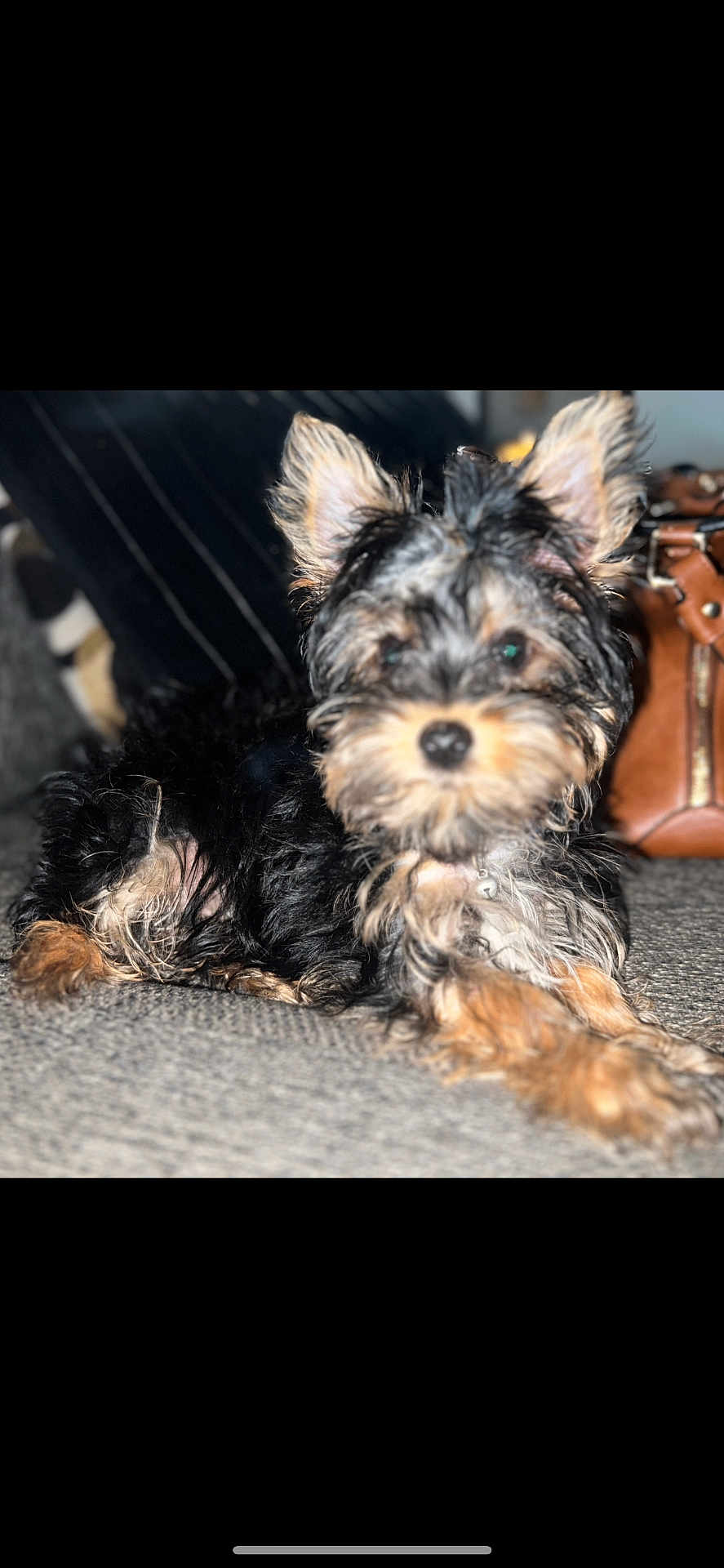 Chuchu is registered to the contest to win money with this photo: dog, small_dog, fluffy, ears, carpet, indoor, blurred_background, cushion, leather_bag, pet, animal, laying_down, fur, cute, domestic_animal, young_dog, closeup, portrait, resting, furry