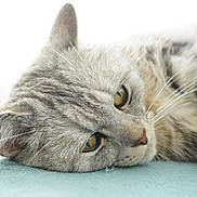 Maurice a rejoint le concours — aidez-le/la à gagner de superbes lots ! cat, close_up, gray_tabby, lying_down, whiskers, soft_light, relaxed, feline, pet, fur, yellow_eyes, indoor, resting, portrait, animal, cute, peaceful, sleepy, domestic_cat, blue_surface