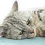 cat, close_up, gray_tabby, lying_down, whiskers, soft_light, relaxed, feline, pet, fur, yellow_eyes, indoor, resting, portrait, animal, cute, peaceful, sleepy, domestic_cat, blue_surface
