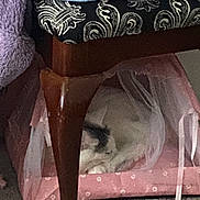 Alisha joined the competition — help win amazing prizes! bed, bench, blanket, carpet, cozy, cushion, dog, fabric, fur, furniture_leg, hidden, household, indoor, napping, pet, pink, resting, sleeping, tulle, upholstery