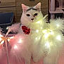 cat, white_cat, pet, feather_lights, glowing_lights, red_flower, collar, indoor, furniture, wooden_drawer, pink_surface, soft_lighting, cute, fluffy, animal, domestic_cat, decor, pet_accessory, background, cozy