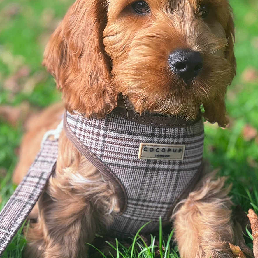 Allan is registered to the contest to win money with this photo: animal, brown, canine, closeup, countryside, cute, dog, fur, grass, greenery, leash, nature, outdoor, pet, plaid_harness, portrait, puppy, relaxed, sunlight, young_dog