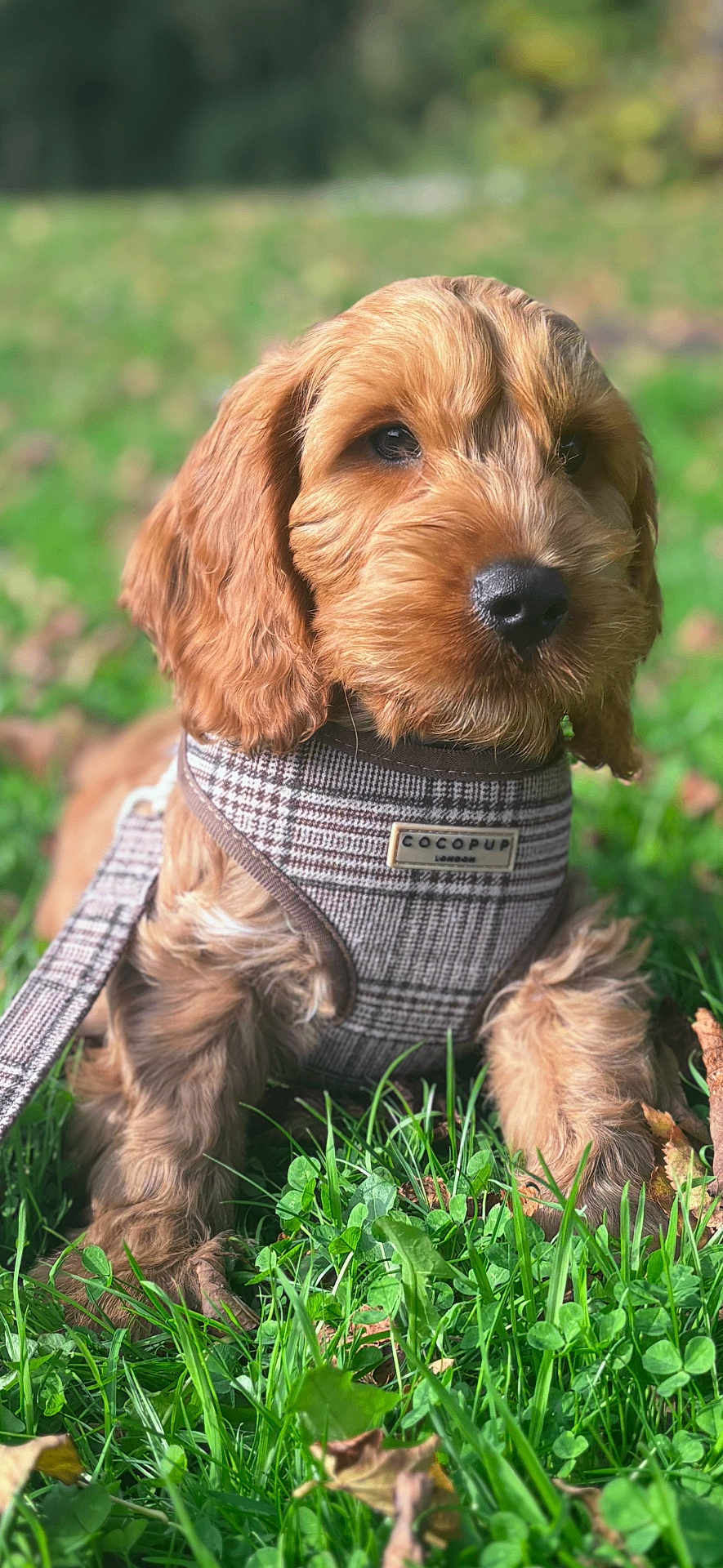 Allan is registered to the contest to win money with this photo: animal, brown, canine, closeup, countryside, cute, dog, fur, grass, greenery, leash, nature, outdoor, pet, plaid_harness, portrait, puppy, relaxed, sunlight, young_dog