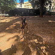 Venus participe au concours pour gagner de l'argent avec cette photo : alert, animal, bench, building, canine, daytime, dirt, dog, fence, leaves, nature, outdoor, park, pet, quiet, shade, shadow, sunlight, tongue_out, tree