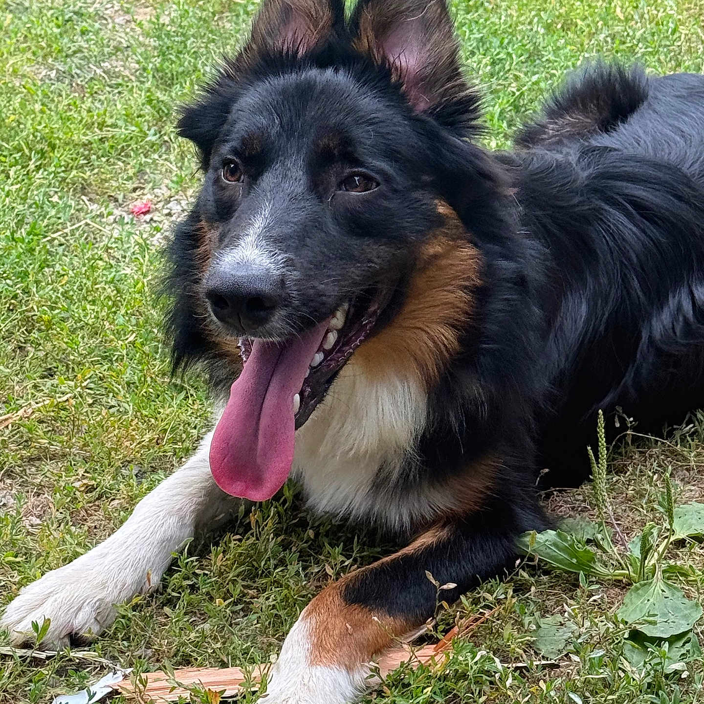 Milo a rejoint le concours — aidez-le/la à gagner de superbes lots ! animal, canine, daylight, dog, ears, fur, grass, happy, muzzle, nature, outdoor, paw, pet, playful, resting, snout, summer, tongue, tongue_out, tri_color