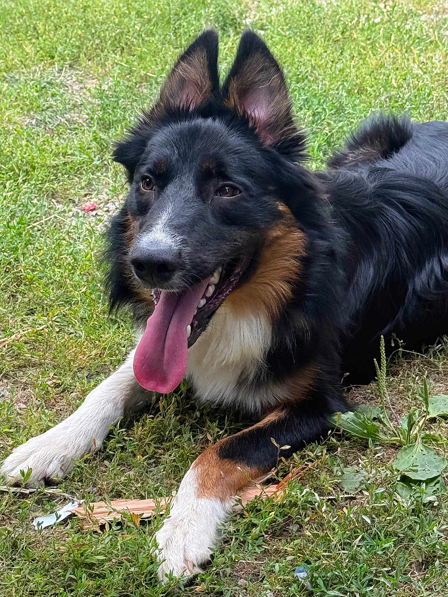 Milo a rejoint le concours — aidez-le/la à gagner de superbes lots ! dog, tongue_out, grass, outdoor, happy, pet, canine, fur, ears, playful, animal, nature, resting, tri_color, tongue, muzzle, paw, snout, summer, daylight