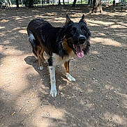 Milo participe au concours pour gagner de l'argent avec cette photo : dog, animal, outdoor, park, dirt, tree, shadow, sunlight, canine, pet, tongue_out, happy, nature, fence, bench, grass, summer, playful, ears_up, daylight