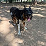 animal, bench, canine, daylight, dirt, dog, ears_up, fence, grass, happy, nature, outdoor, park, pet, playful, shadow, summer, sunlight, tongue_out, tree