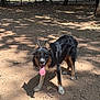 Milo participe au concours pour gagner de l'argent avec cette photo : dog, animal, outdoor, park, dirt, sunlight, shadow, fence, tree, canine, pet, tongue_out, happy, ears_up, standing, nature, daylight, playful, mammal, fur