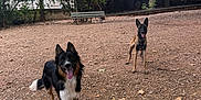 Milo a rejoint le concours — aidez-le/la à gagner de superbes lots ! dog, canine, outdoor, park, dirt, trees, bench, playful, tongue_out, pets, animal, happy, nature, fence, ears_up, standing, two_dogs, brown, black, white