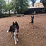 animal, bench, black, brown, canine, dirt, dog, ears_up, fence, happy, nature, outdoor, park, pets, playful, standing, tongue_out, trees, two_dogs, white