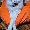 cat, black_and_white, fluffy, orange_cushion, wooden_floor, indoor, pet, relaxed, crossed_legs, feline, cute, animal, domestic, portrait, resting, soft_fur, whiskers, ears, green_eyes, household