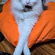 cat, black_and_white, fluffy, orange_cushion, wooden_floor, indoor, pet, relaxed, crossed_legs, feline, cute, animal, domestic, portrait, resting, soft_fur, whiskers, ears, green_eyes, household